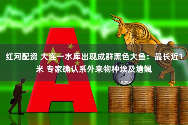 红河配资 大连一水库出现成群黑色大鱼：最长近1米 专家确认系外来物种埃及塘鲺